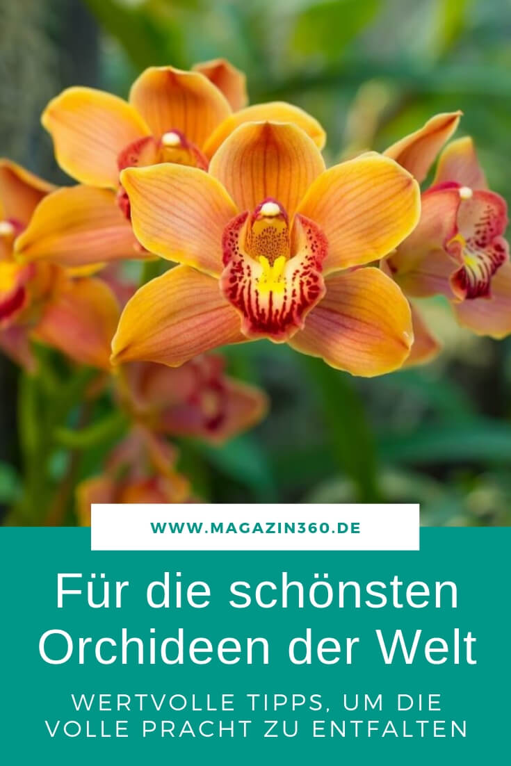 Für die schönsten Orchideen der Welt - Wertvolle Tipps, um die volle Pracht zu entfalten