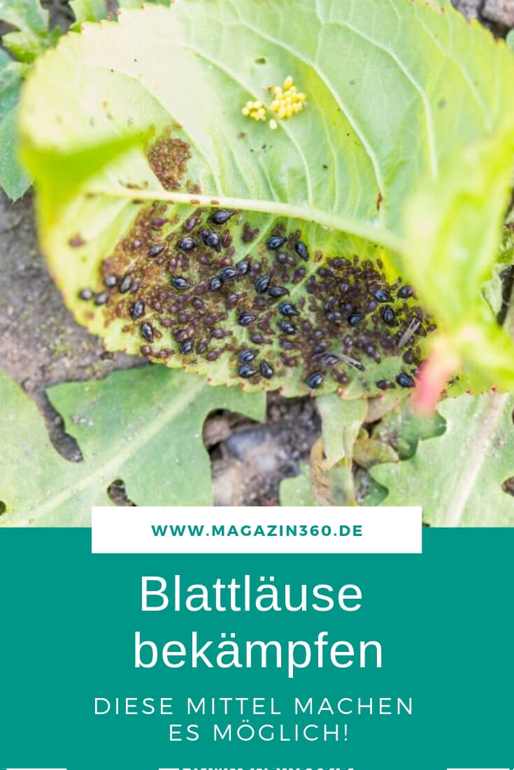 Blattläuse bekämpfen - Diese Mittel machen es möglich