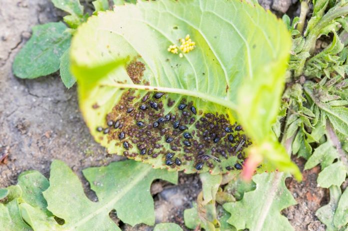 Blattläuse bekämpfen Hausmittel - Erprobte Mittel helfen dabei, die Blattläuse entfernen zu können