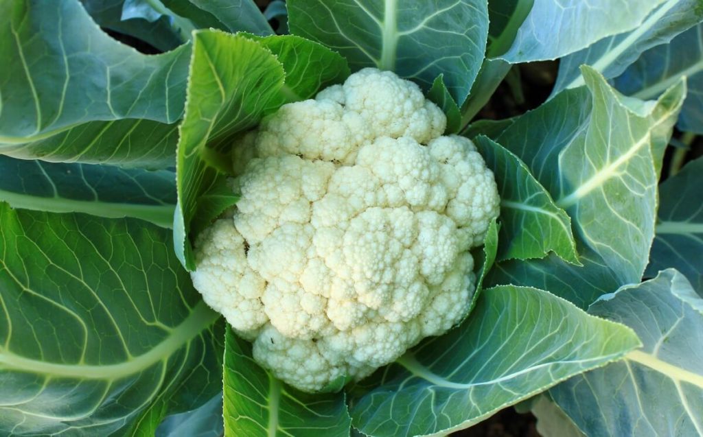 Blumenkohl zubereiten Kochen, Braten, Blanchieren und Backen
