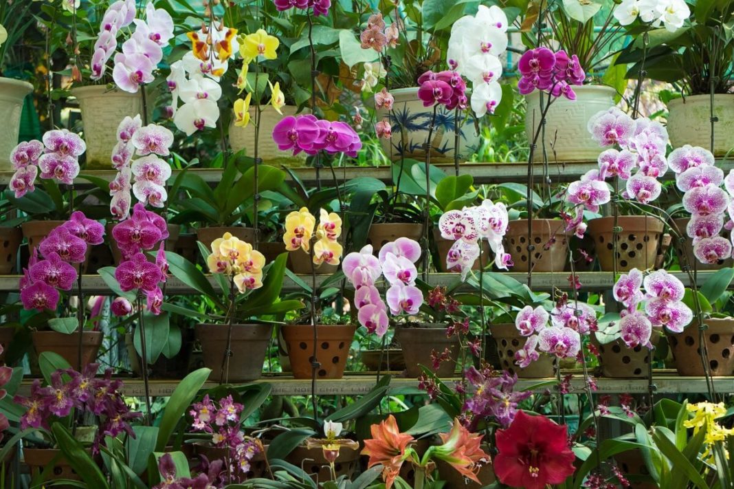 Orchideen pflegen Mit diesen Tipps zur vollen Pracht