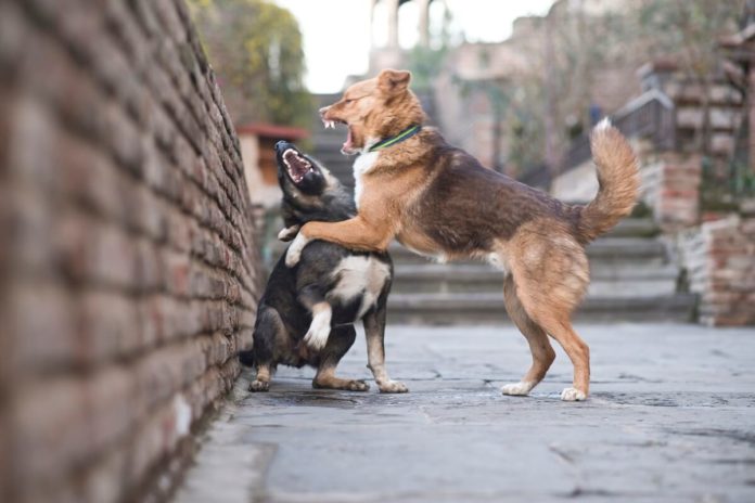 Hundehaftpflichtversicherung – wenn aus Spielen Ernst wird Hundehaftpflichtversicherung – wenn aus Spielen Ernst wird