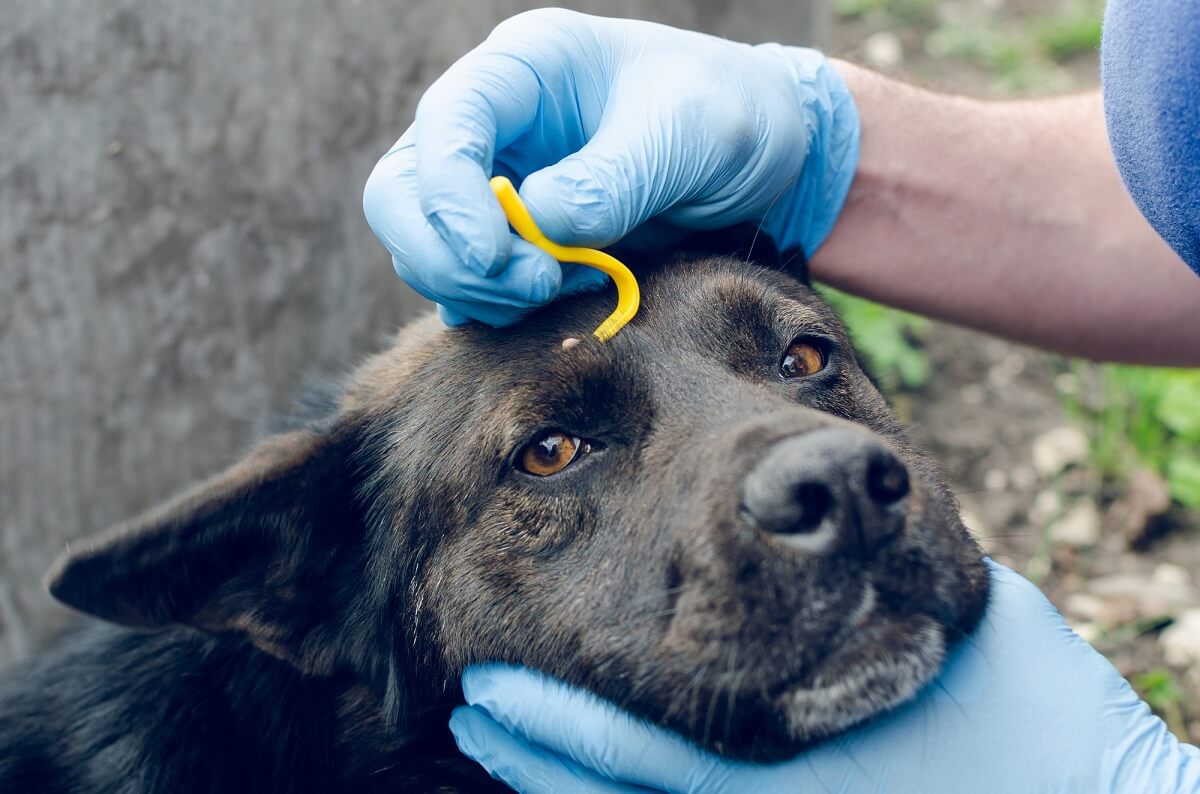 Auch Hunde und Katzen sollten regelmäßig nach Zecken abgesucht werden