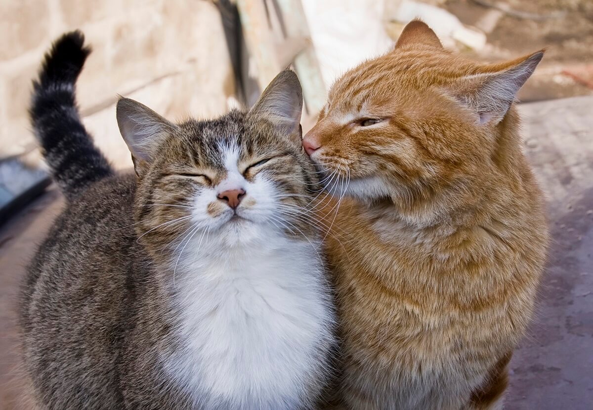 Junge Katzen und Geschwister können sehr gut vergesellschaftet werden