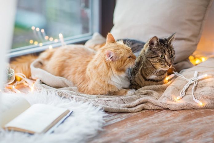 Katzen brauchen sich gegenseitig zum Spielen, Schmusen und zur Fellpflege