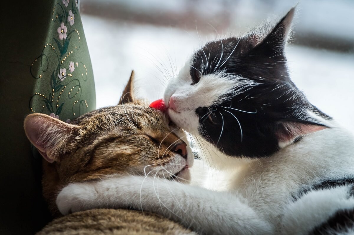 Katze Alleine Halten Warum Das Nicht Empfehlenswert Ist