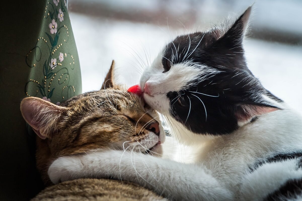 Katzen sind reinliche Tiere und unterstützen sich gegenseitig bei der Fellpflege
