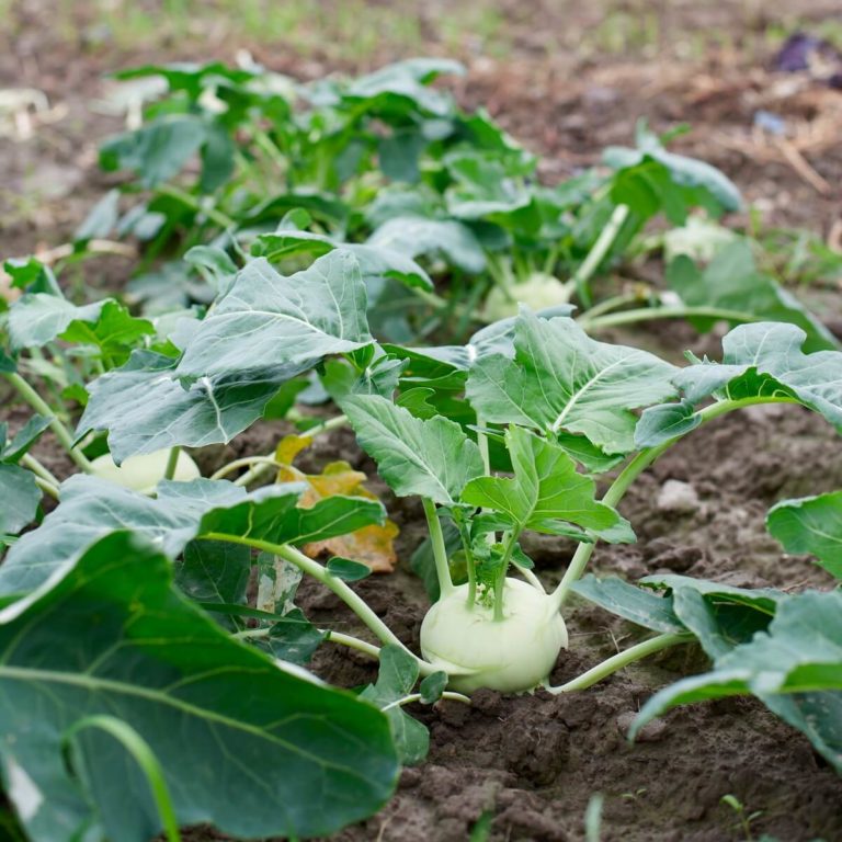 kohlrabi hund