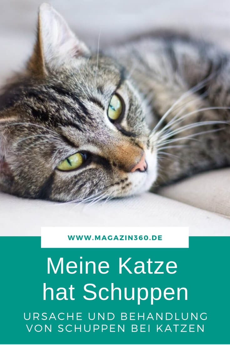 Meine Katze hat Schuppen - Woran es liegt und wie sie es behandeln können