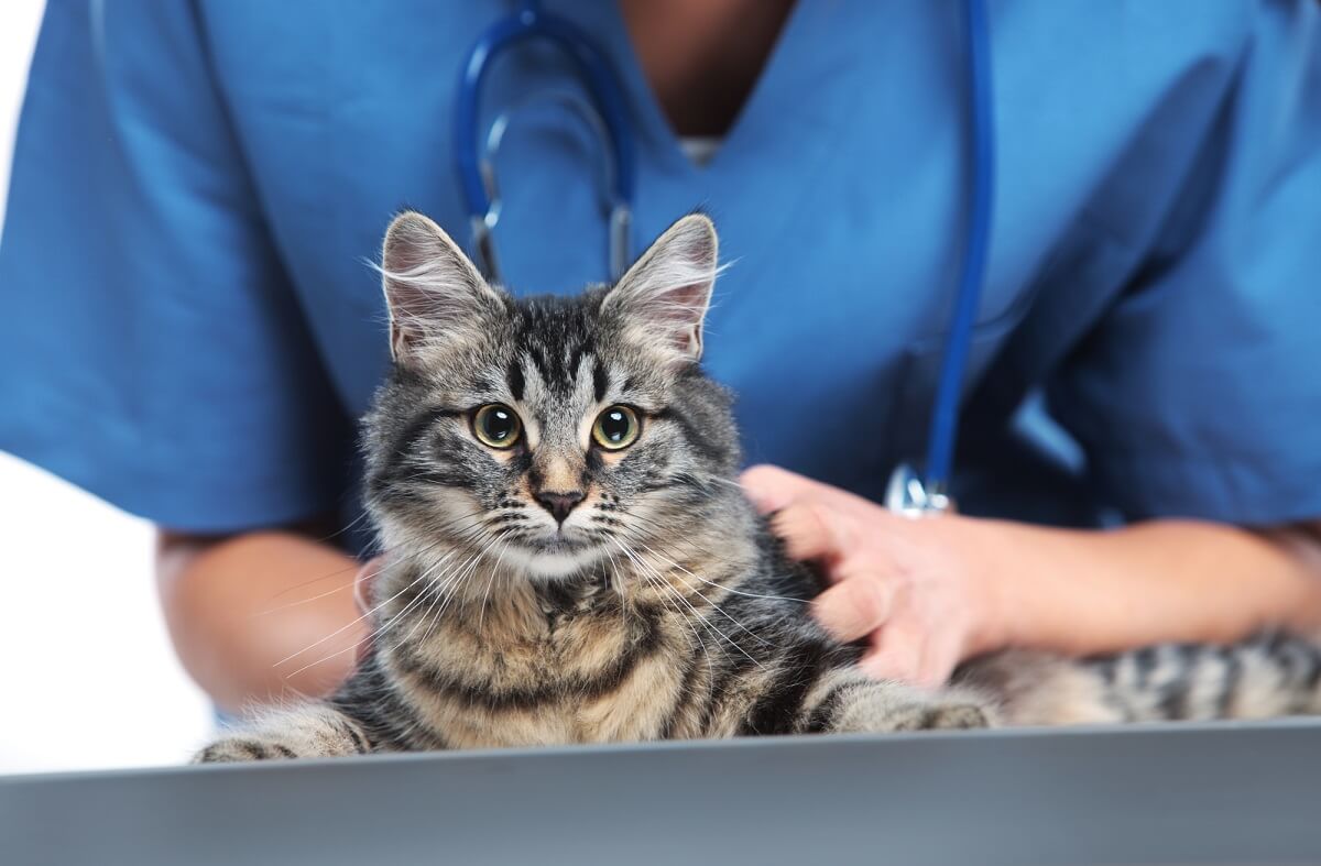 Wenn Ihre Katze Schuppen hat, sollten Sie in jedem Fall einen Tierarzt für die Diagnose der Ursache aufsuchen