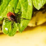 Warum Zecken auch im Winter gefährlich sind und was zu tun ist Zecken lauern auch im Winter in Gestrüpp und hohen Gräsern