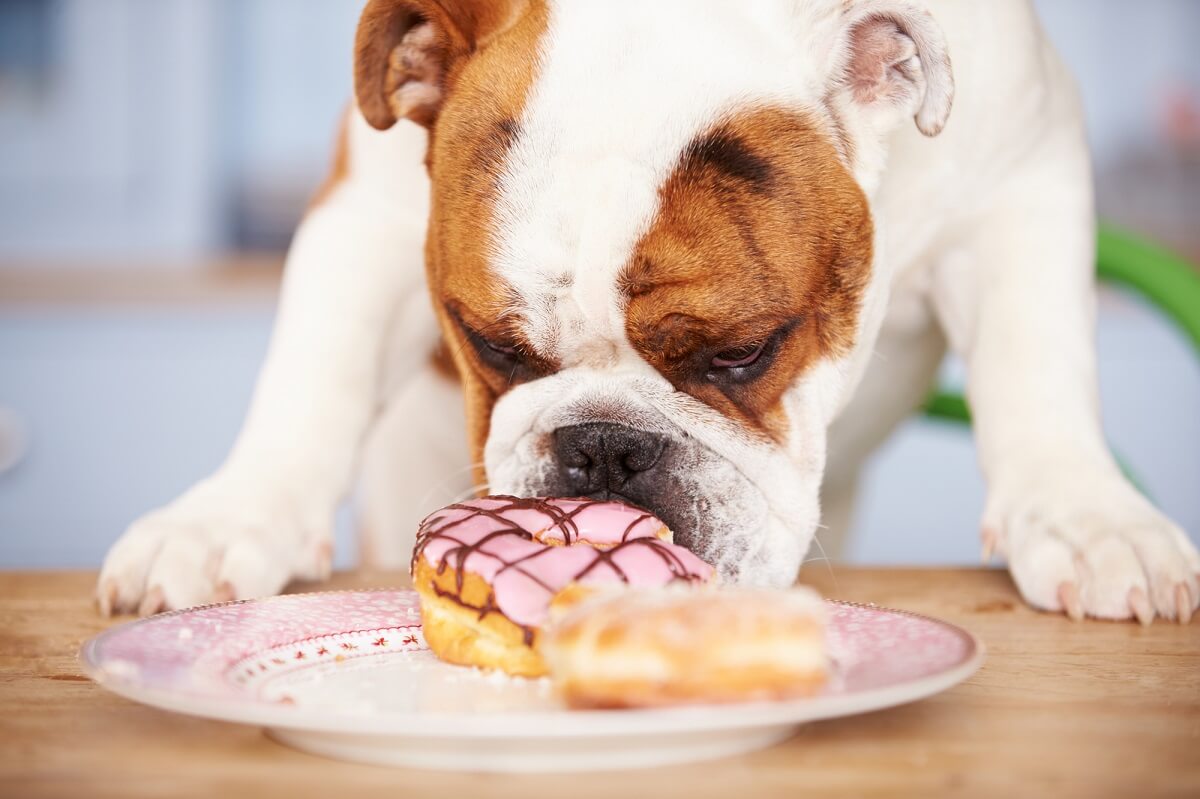 Was dürfen Hunde essen? Süßes und Salziges gehört nicht dazu, zum Nachtisch besser echte Hundekekse