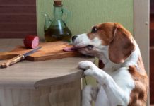 Von wegen Allesfresser: Diese Lebensmittel sind für Hunde Tabu! Hunde fressen nahezu alles - aber was sollten Hunde besser nicht essen