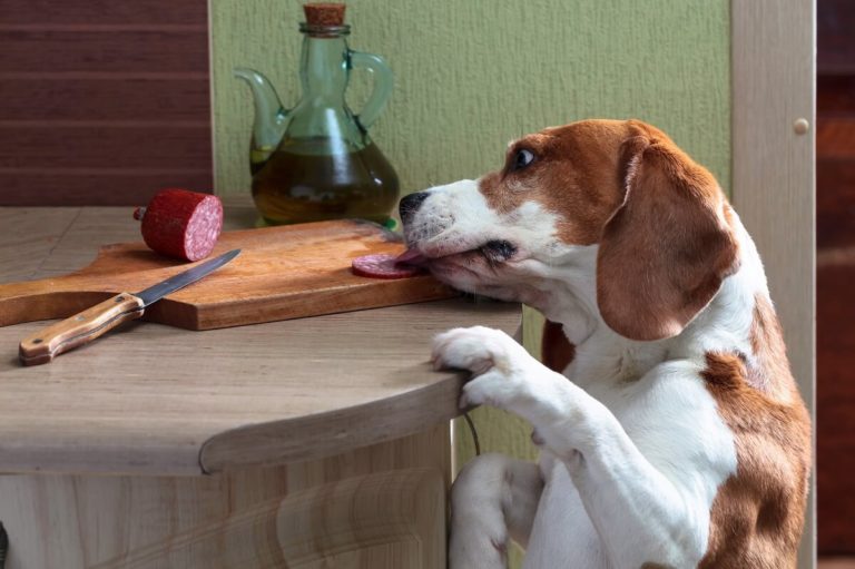 Von wegen Allesfresser Diese Lebensmittel sind für Hunde Tabu!