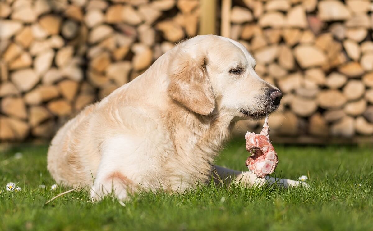 Hunde sollten nichts mit splitternden Knochen fressen, da dies zu gefährlichen Verletzungen führen kann