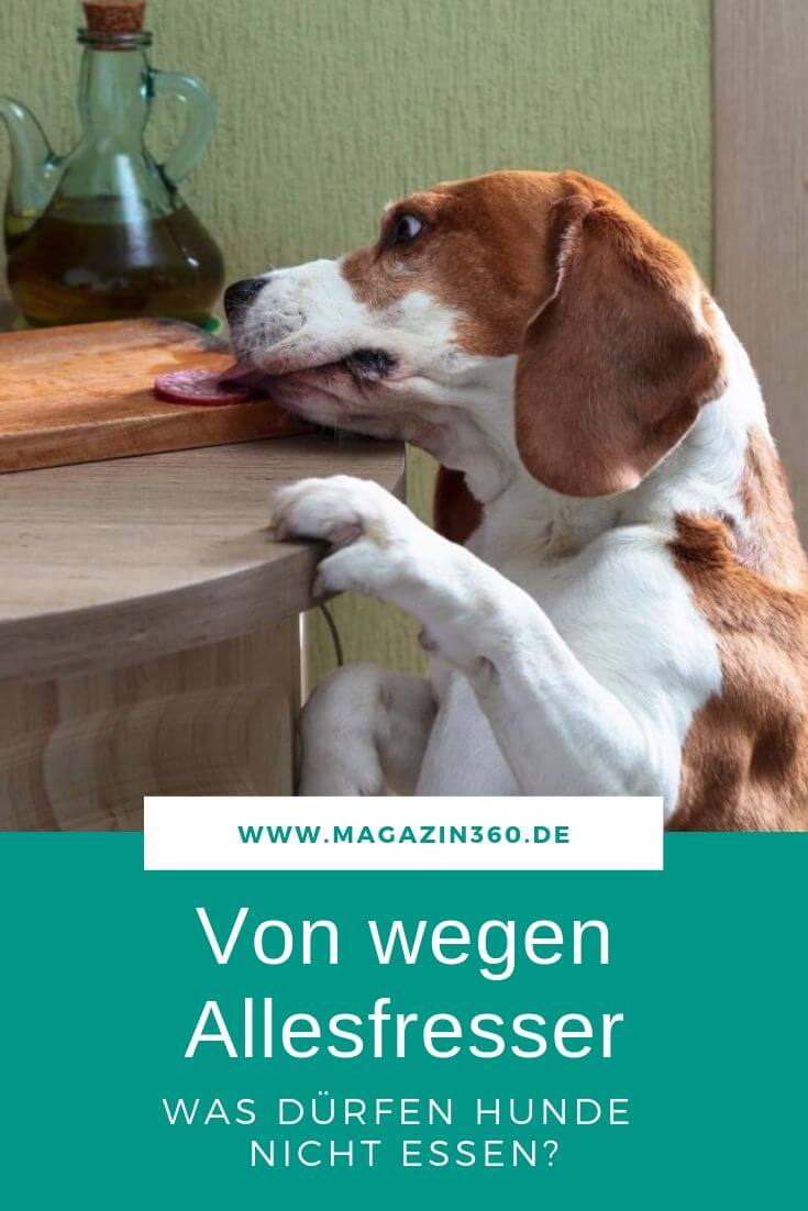Von wegen Allesfresser - Was dürfen Hunde nicht essen?