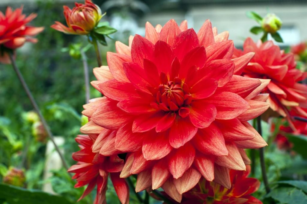 Dahlien überwintern So überstehen Dahlien die Kälte