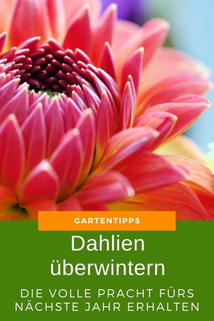 Dahlien überwintern im Keller, mit Zeitungspapier, im Topf oder in der Erde - Hier findest Du alle notwendigen Informationen