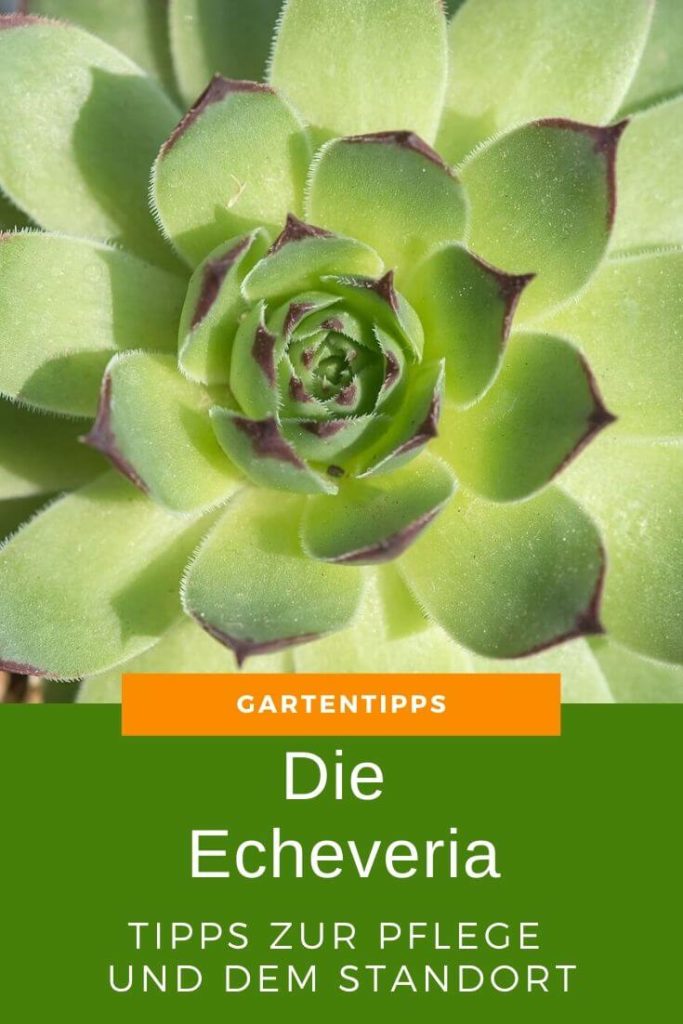 Die Echeveria - Tipps zur Pflege und dem richtigen Standort