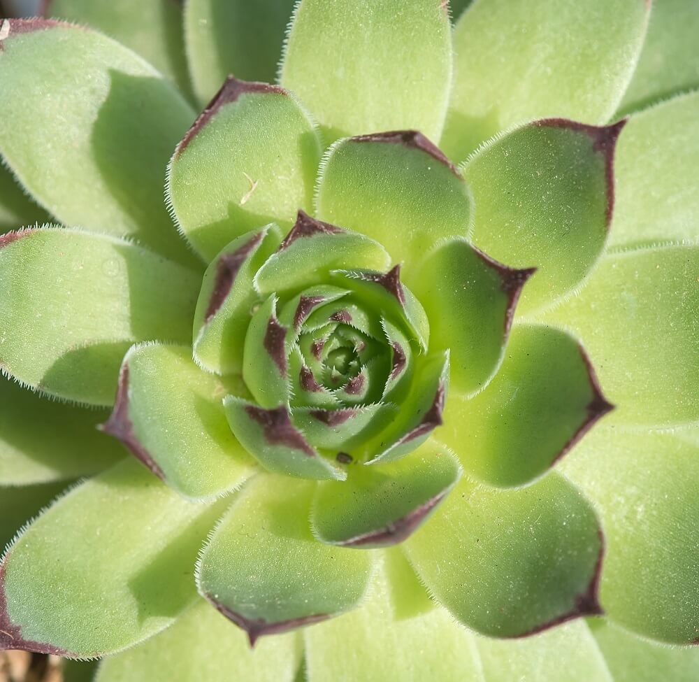 Die Echeveria gehört zu der Gruppe der Sukkulenten und wird umgeben von zahlreichen Blättern