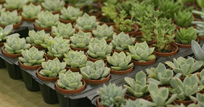 Echeveria – Informationen zum Aussehen, Standort und Pflege