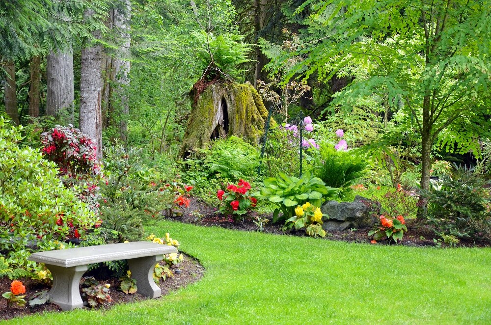 Ein Baum oder alter Baumstumpf kann durch Pflanzen ideal in das Gesamtbild eingeschlossen werden