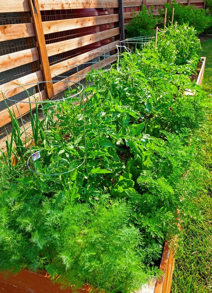 Kleinen Gemüsegarten anlegen - Eine Beeteinfassung aus Holz sorgt auch für ein optisches Highlight