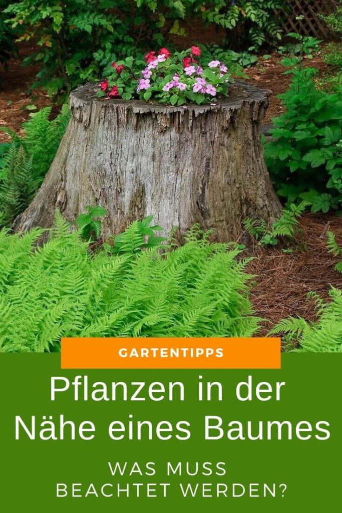 Pflanzen in der Nähe eines Baumes – Was muss beachtet werden