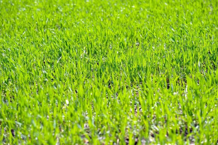 Rasen anlegen Anleitung - So klappt es mit dem satten Grün im Garten