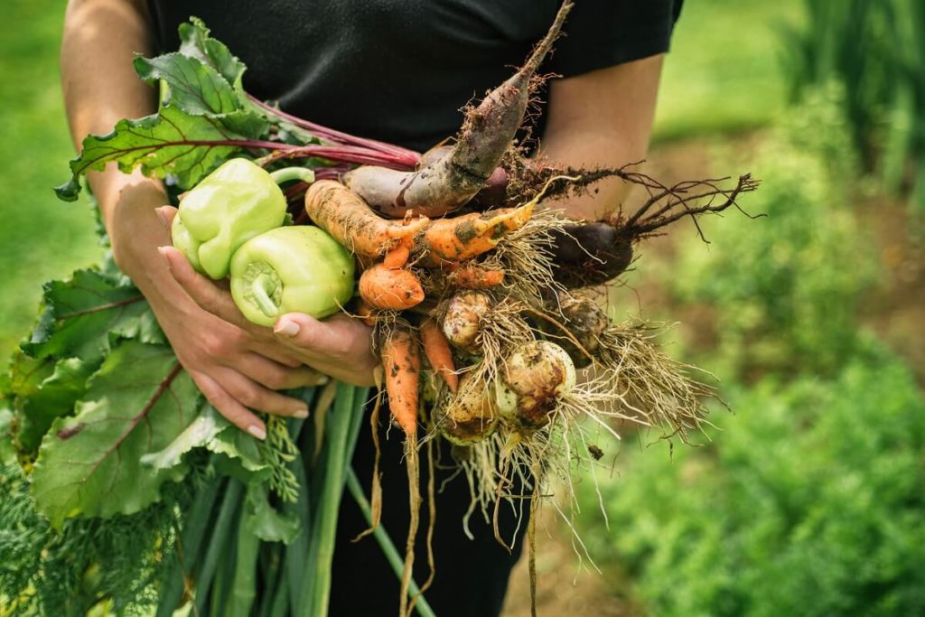 Selber geerntetes Gemüse aus dem eigenen Gemüsegarten ist nicht nur frischer, sondern schmeckt meistens auch besser