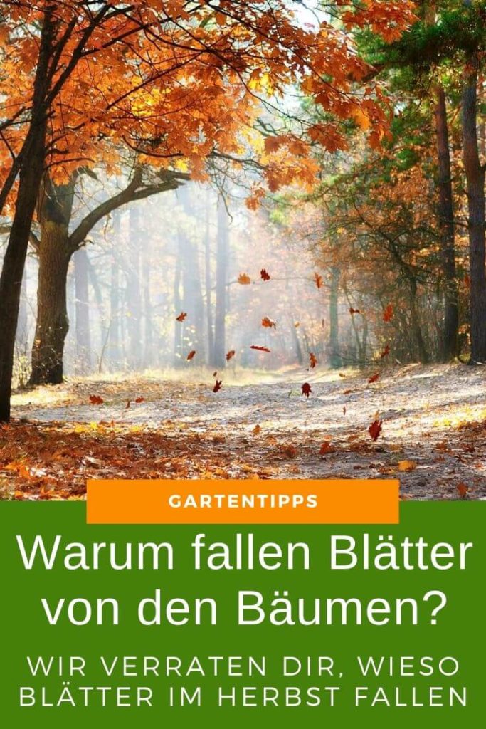 Warum fallen Blätter von den Bäumen - Wir verraten dir, wieso es im Herbst Laub gibt