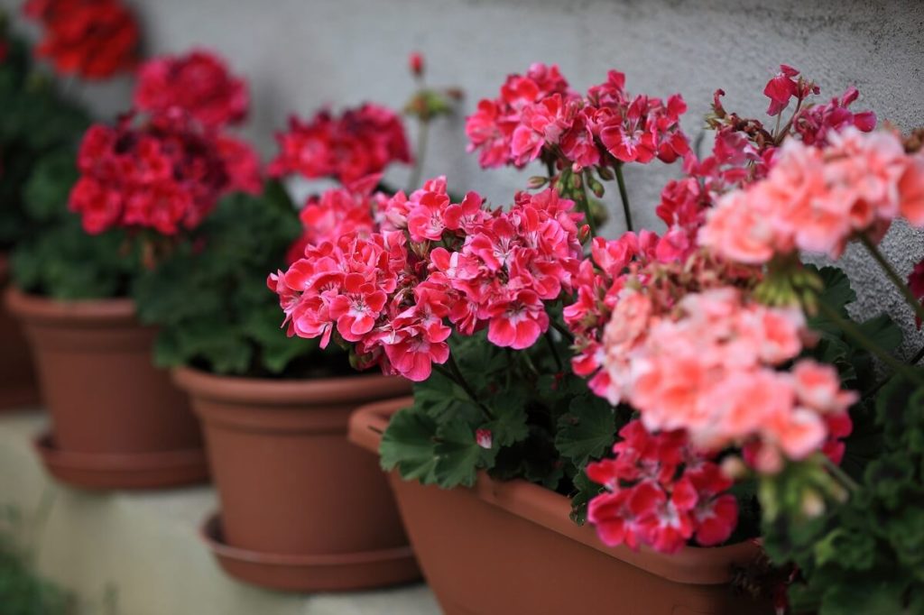 Geranien überwintern im Blumenkasten oder Kübel ideal