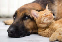 Erste Hilfe für Hund und Katze – Maulgeruch, Zecken und Co. Hunde und Katzen gehören zu den beliebten Haustieren