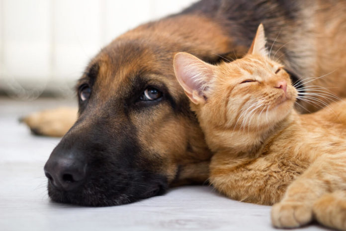 Hunde und Katzen gehören zu den beliebten Haustieren