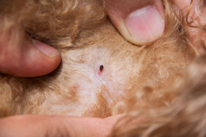 Zeckenschutz für Hunde: Was hilft, damit die Biester nicht beißen? Zeckenschutz für Hunde: Was hilft, damit die Biester nicht beißen?