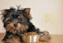 Trockenes Hundefutter – Vor- und Nachteile im Überblick trockenes Hundefutter