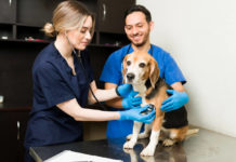 Mobiler Tierarzt – Hintergründe, Vor- und Nachteile und Kosten Mobiler Tierarzt – Vorteile, Nachteile und die Kosten