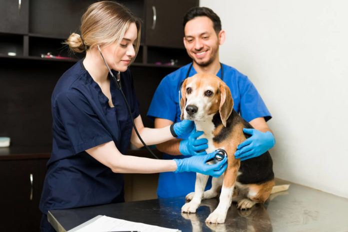 Mobiler Tierarzt – Vorteile, Nachteile und die Kosten