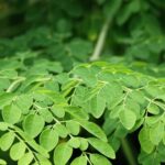 Moringa Pflanze – Aufzucht, Inhaltsstoffe und Wirkung Moringa Pflanze - Aufzucht, Inhaltsstoffe und Wirkung