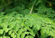 Moringa Pflanze – Aufzucht, Inhaltsstoffe und Wirkung Moringa Pflanze - Aufzucht, Inhaltsstoffe und Wirkung