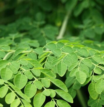 Moringa Pflanze – Aufzucht, Inhaltsstoffe und Wirkung Moringa Pflanze - Aufzucht, Inhaltsstoffe und Wirkung