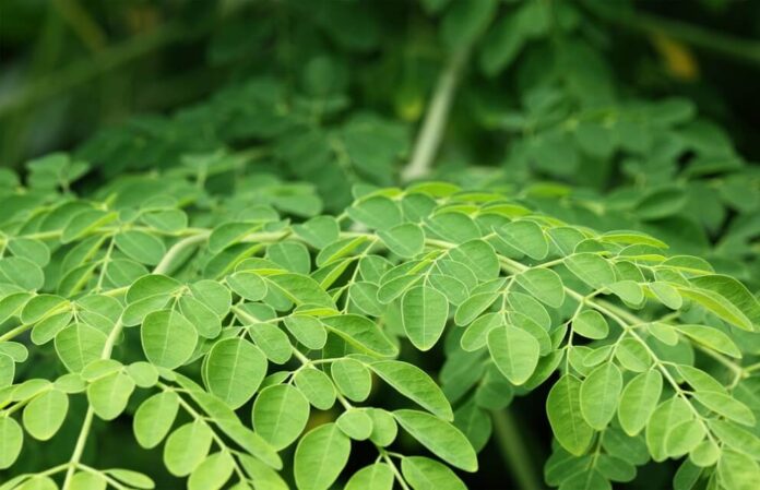 Moringa Pflanze - Aufzucht, Inhaltsstoffe und Wirkung