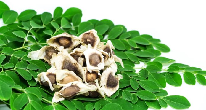 Moringa Studien - Gegen welche Krankheiten hilft Moringa wirklich?