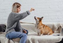 Hundeleckerli: Ein unverzichtbarer Bestandteil im Leben Ihres Vierbeiners Hundeleckerli